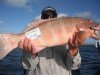 Team Twitchemup - Winning Coral Trout - Twitchy